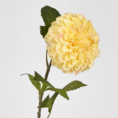 Single Ball Dahlia 74Cm Yellow