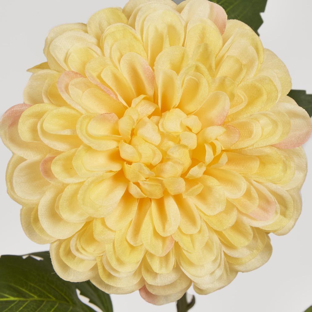 Single Ball Dahlia 74Cm Yellow