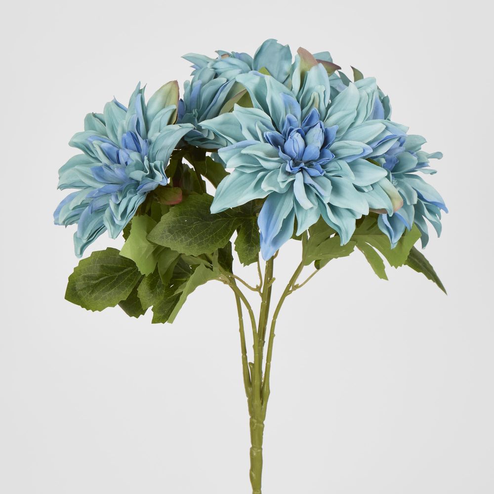 Blue Dahlia Bush X 5