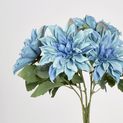 Blue Dahlia Bush X 5