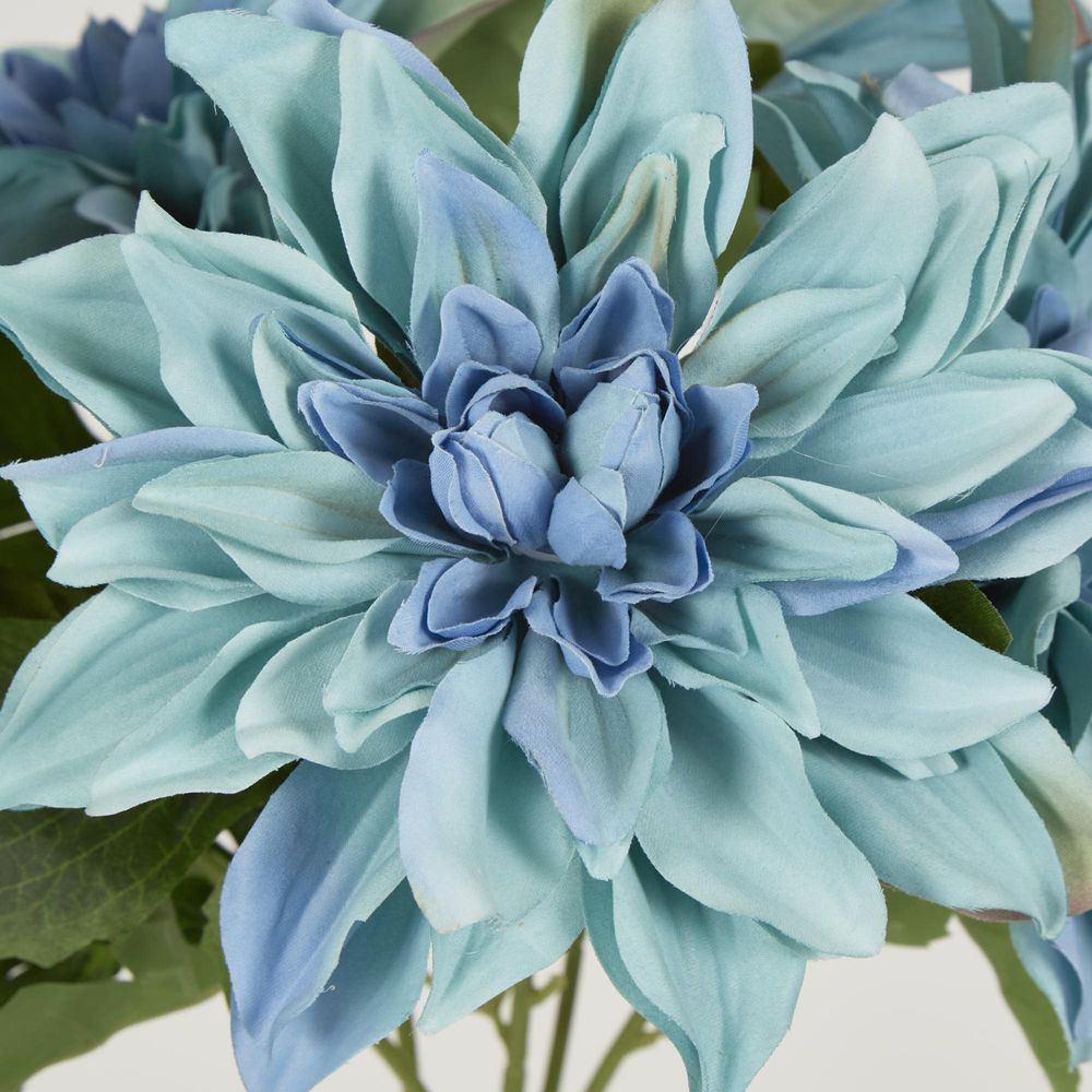 Blue Dahlia Bush X 5