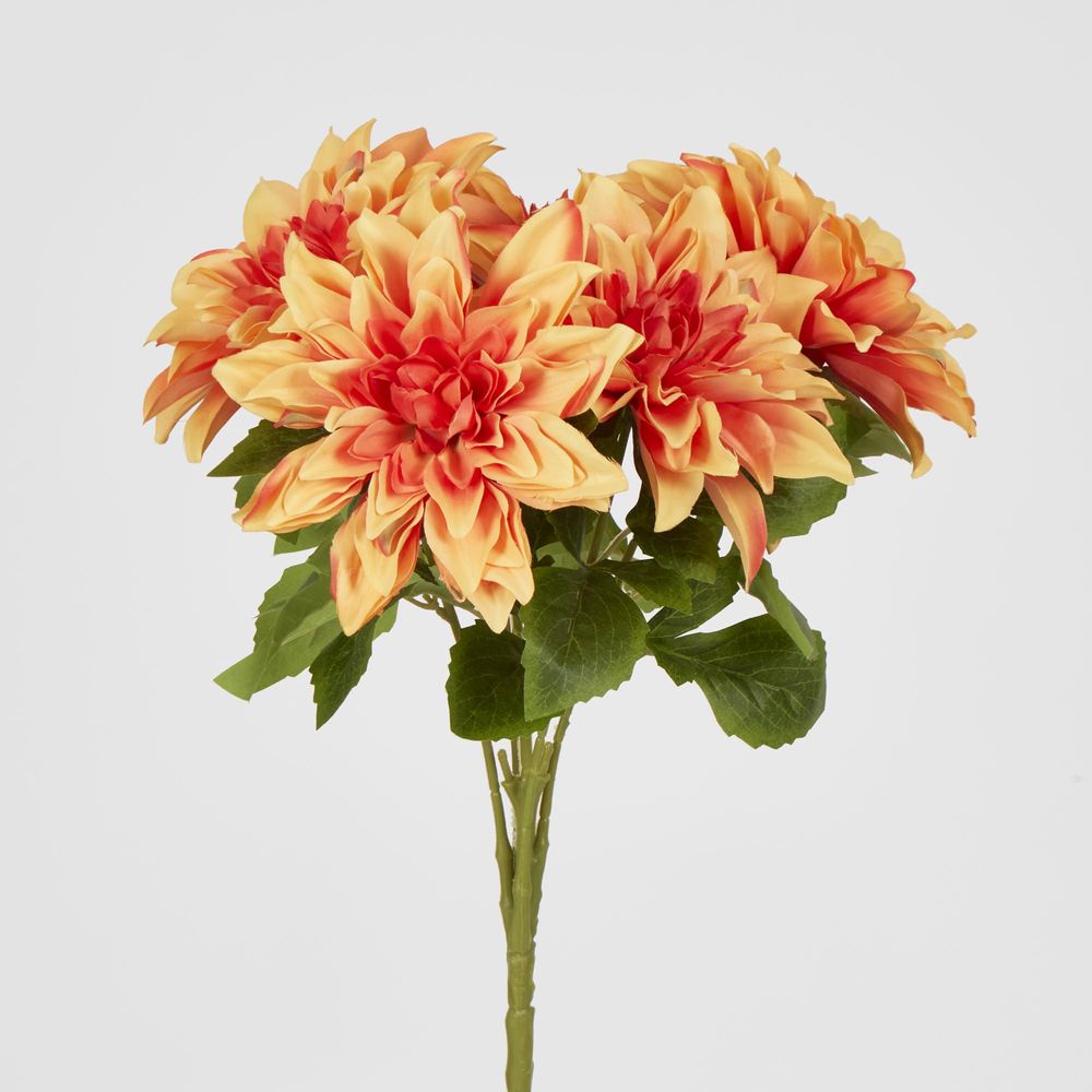 Orange Dahlia Bush X 5