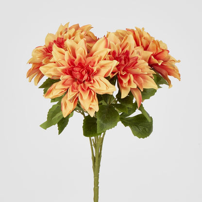 Orange Dahlia Bush X 5