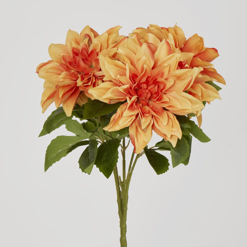 Orange Dahlia Bush X 5