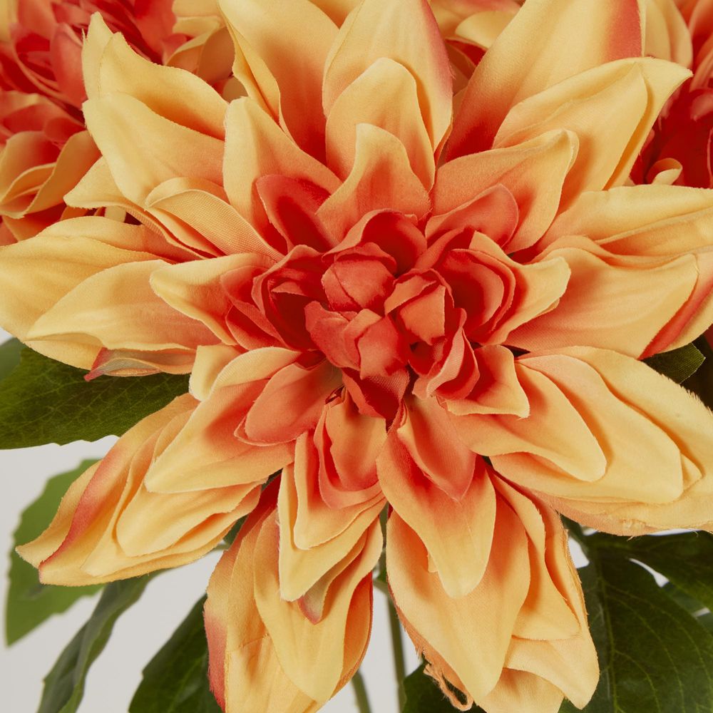 Orange Dahlia Bush X 5