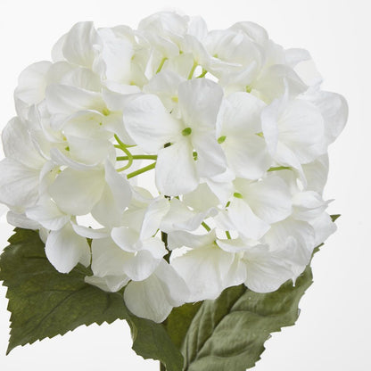 White Domed Hydrangea