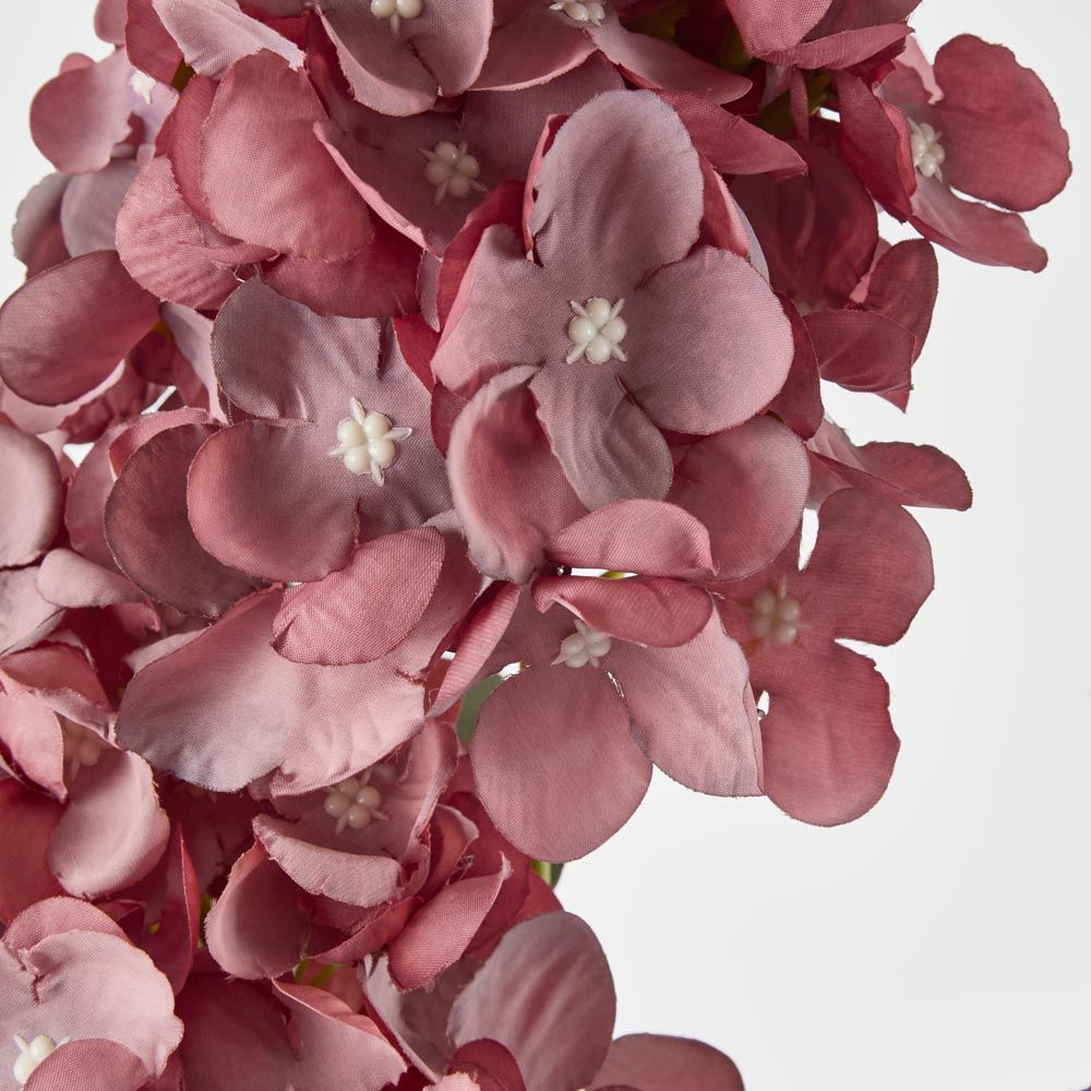 White Cone Hydrangea X 2