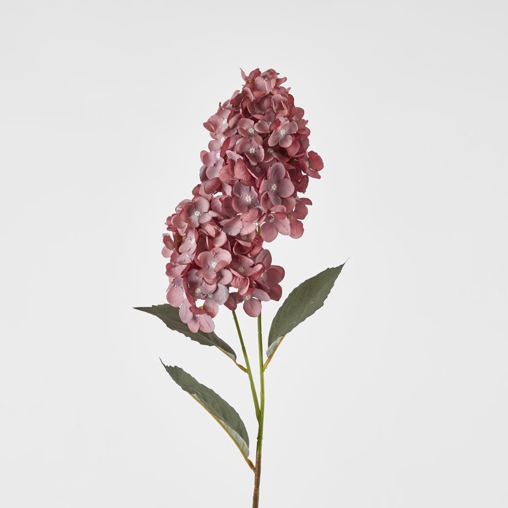 White Cone Hydrangea X 2