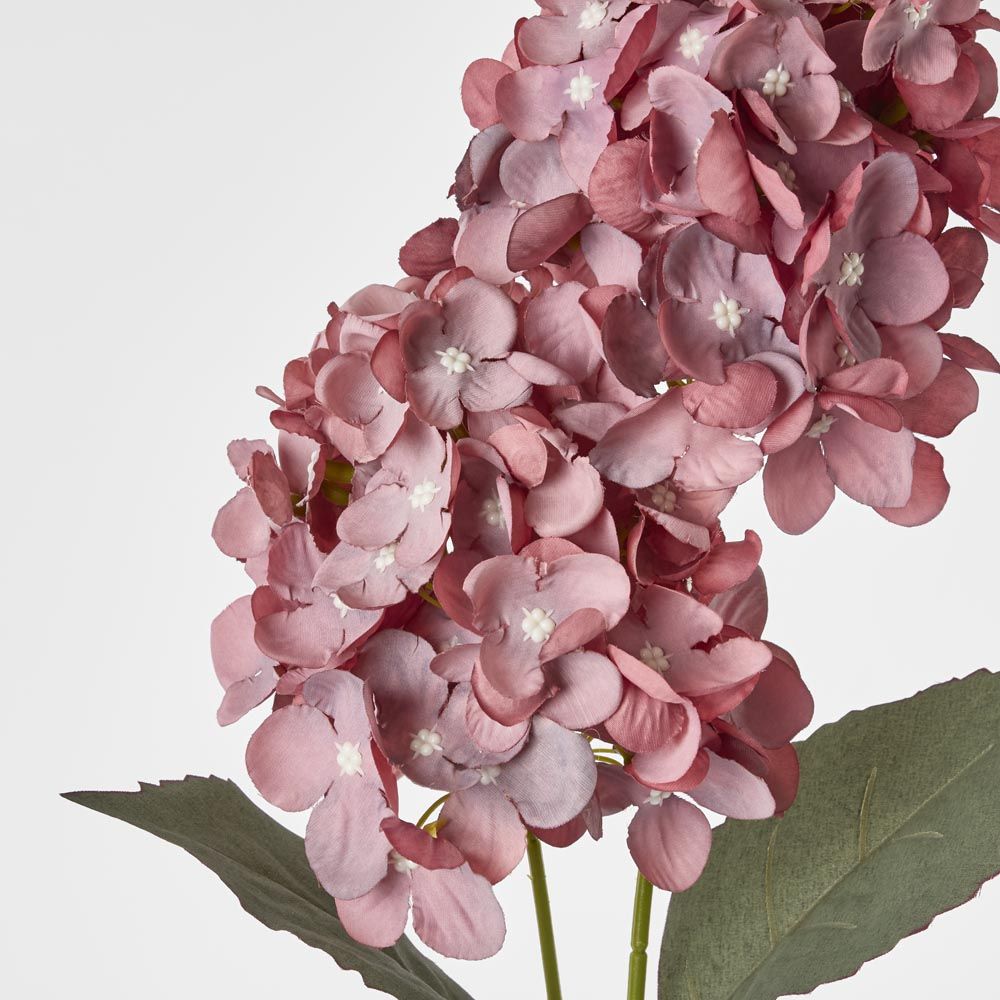 White Cone Hydrangea X 2