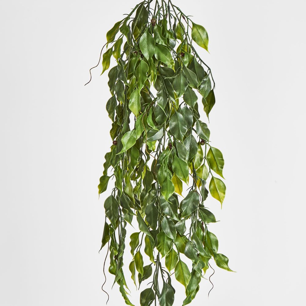 Green Ficus Hanging Vine