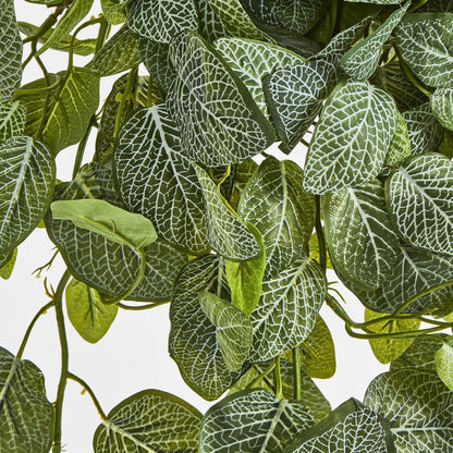 Long Fittonia Hanging Bush 83Cm Green