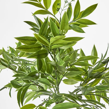 Hanging Ruscus Bush