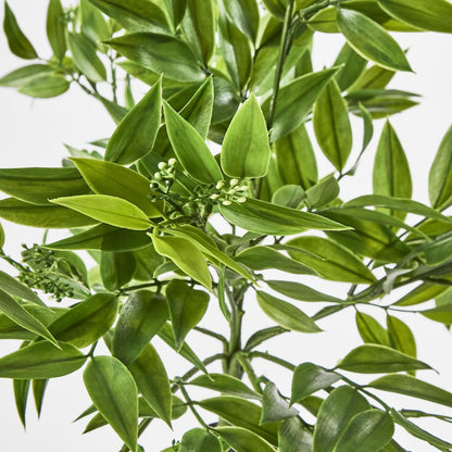 Hanging Ruscus Bush