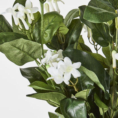 Stephanotis Hanging Bush X 9