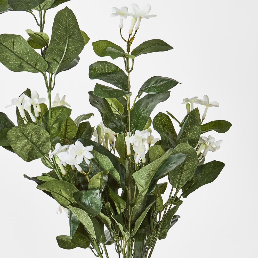 Stephanotis Hanging Bush X 9