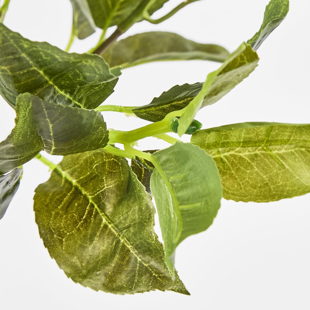 Camellia Leaf Bush X 7 68 Leaves