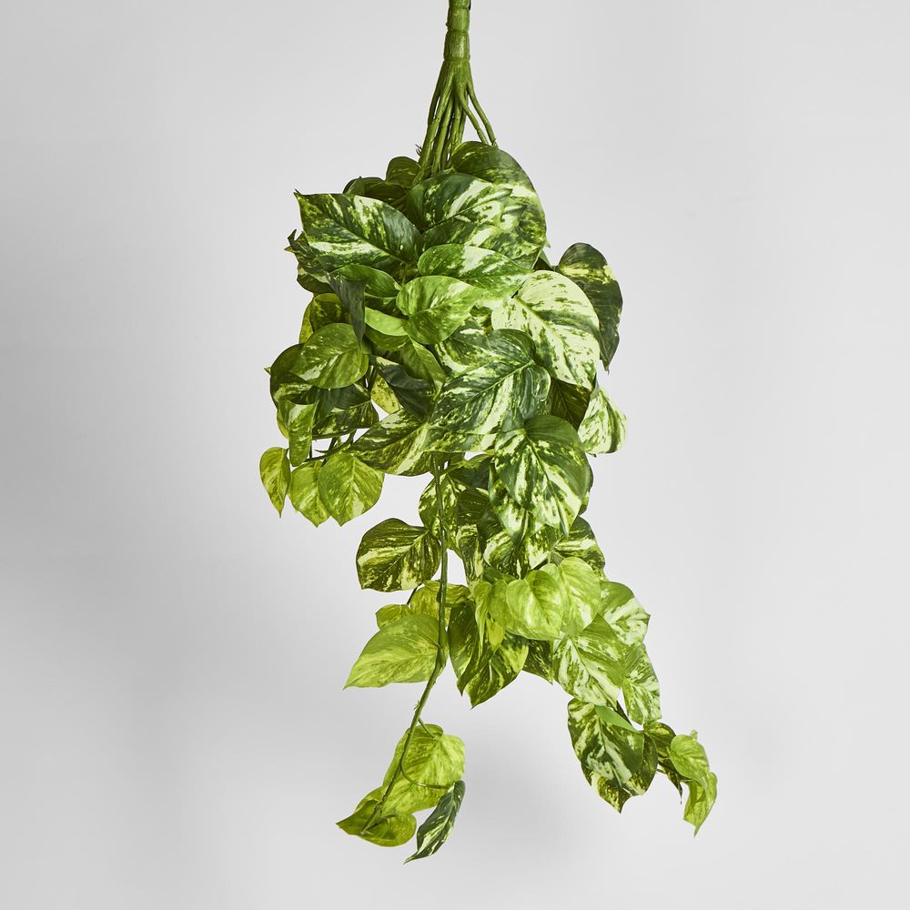 Marble Pothos Hanging Bush X 15 102 Leaves