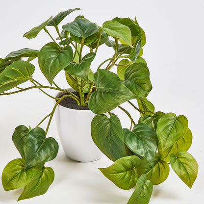 Hanging Philo Leaf Bush In White Pot