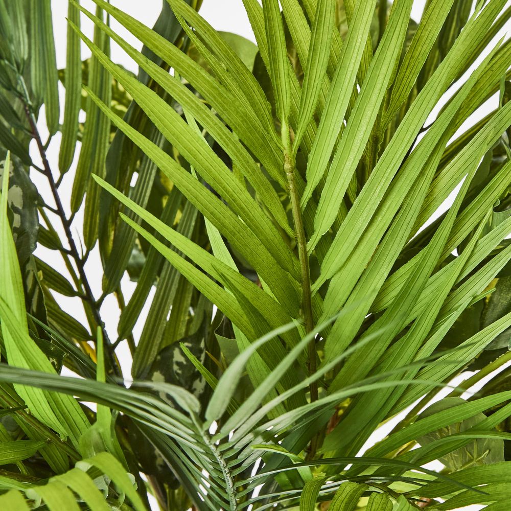 Dracaena Palm Bundle