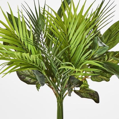 Dracaena Palm Bundle