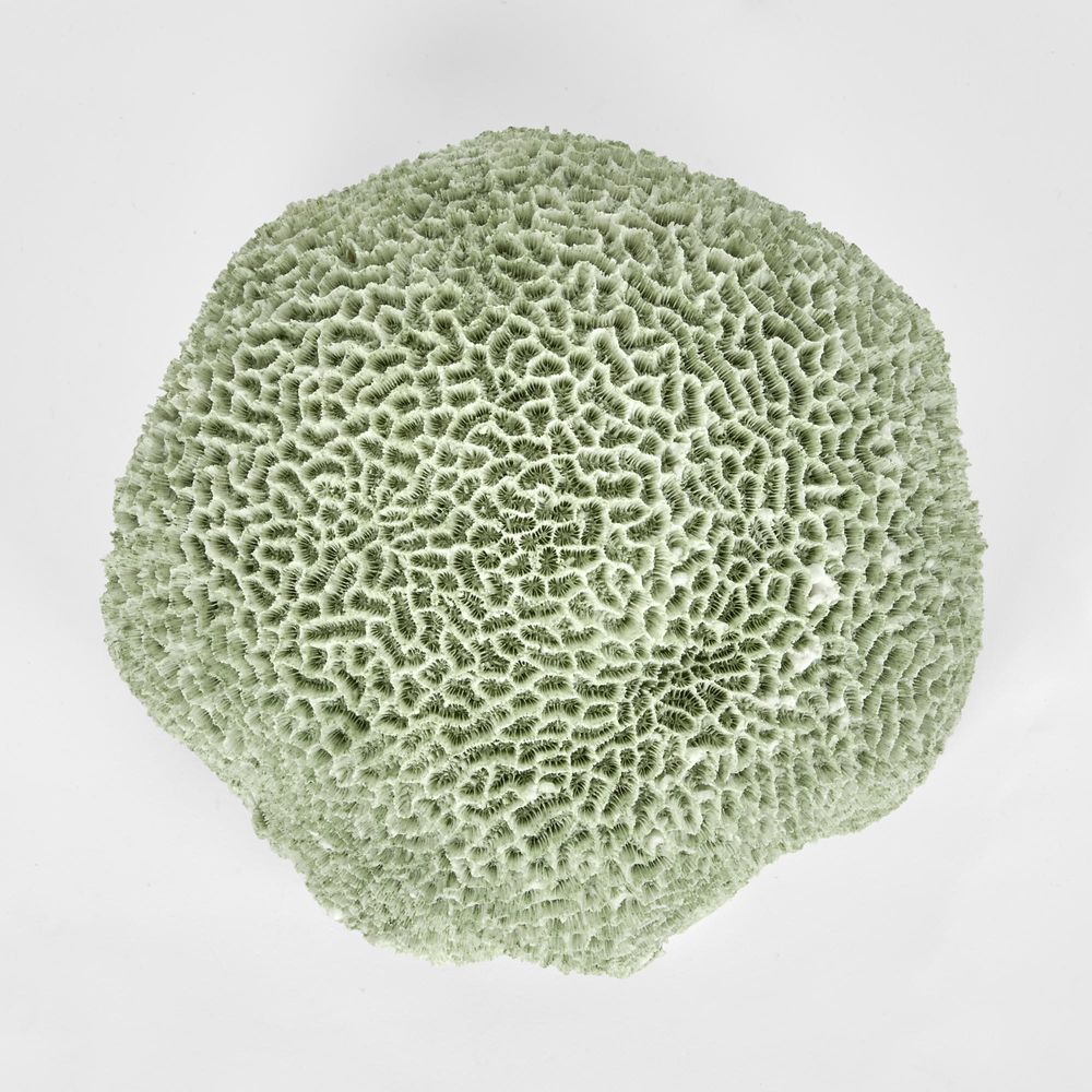 Issie Green Coral 23X21X11Cm