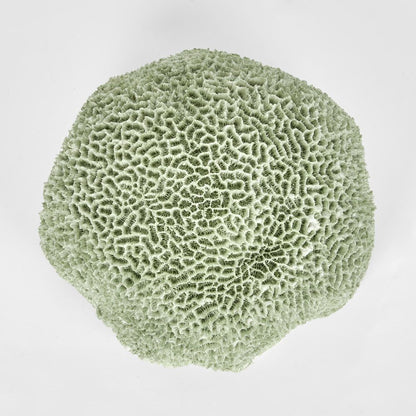 Issie Green Coral 23X21X11Cm