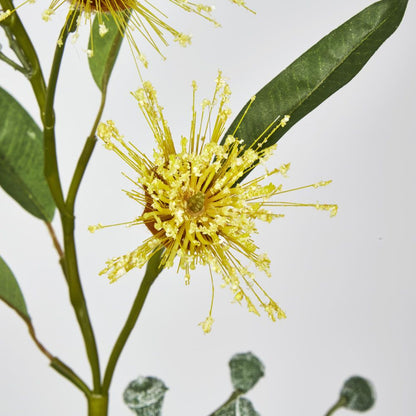 Yellow Flowering Gum