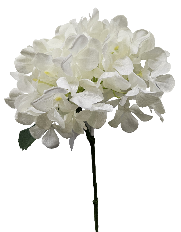 White Hydrangea