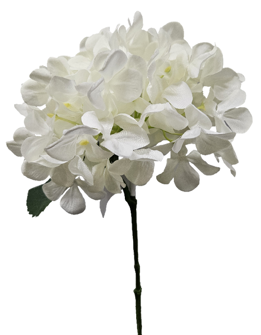 White Hydrangea