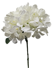 White Hydrangea