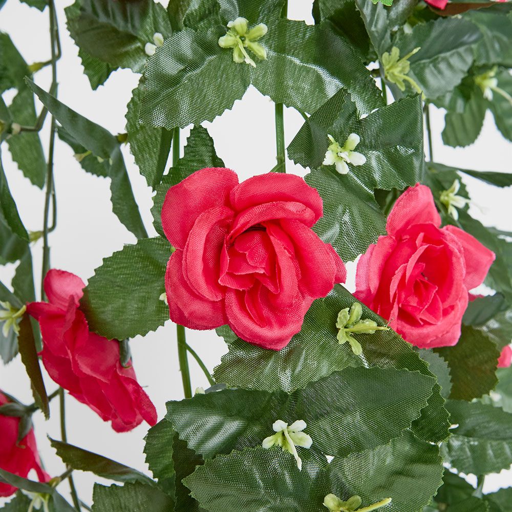 Hanging Roses