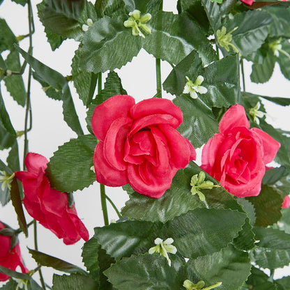 Hanging Roses