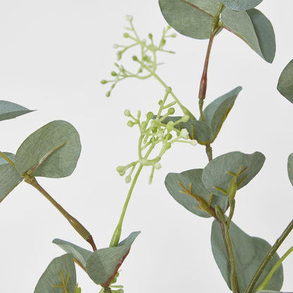 Grey Green Eucalyptus Spray With Seed