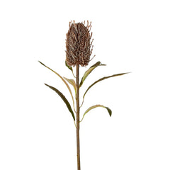 Dried Look Banksia Stem 56Cm Brown