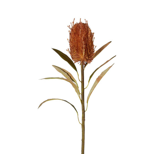 Dried Look Banksia Stem 56Cm Tan