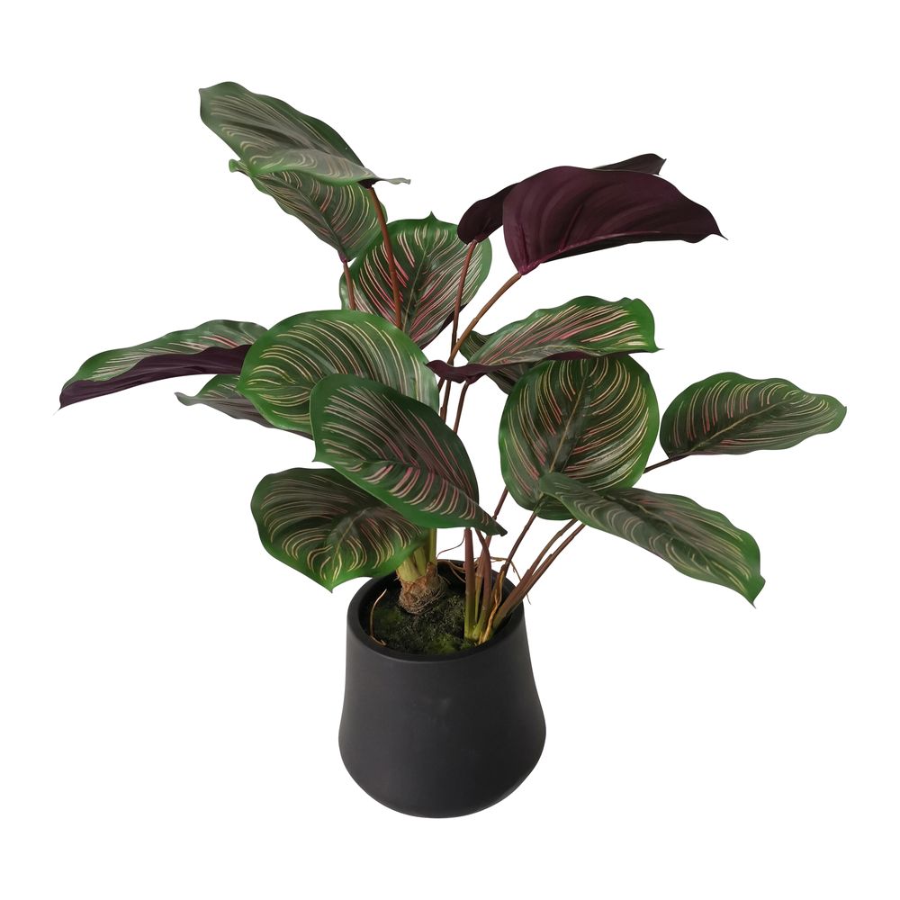 Calathea Variegated Black Pot Red