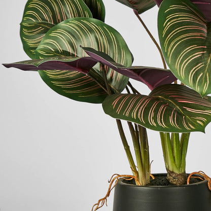 Calathea Variegated Black Pot Red