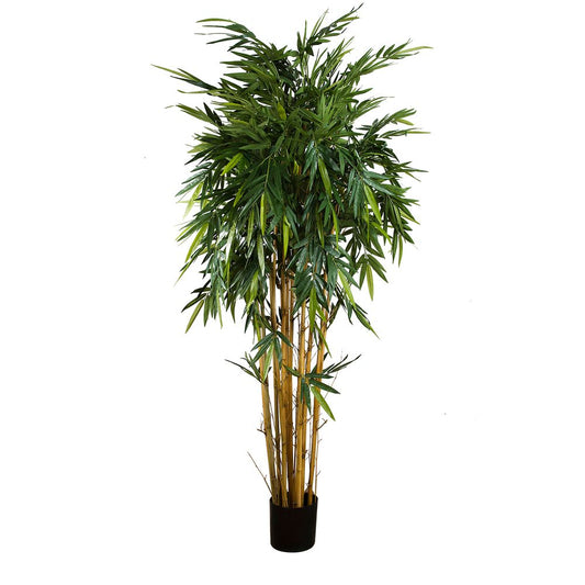 New Bamboo Tree 2.2M