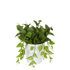 Leaves In White Plastic Pot 35Cm