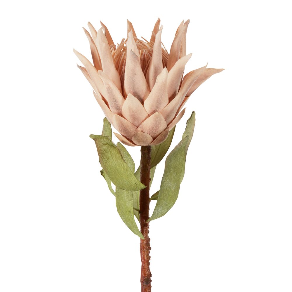 Dried Look Protea Stem 75Cm Blush