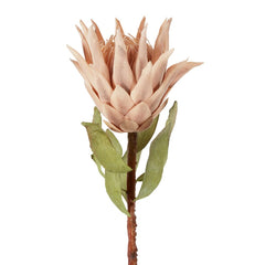 Dried Look Protea Stem 75Cm Blush