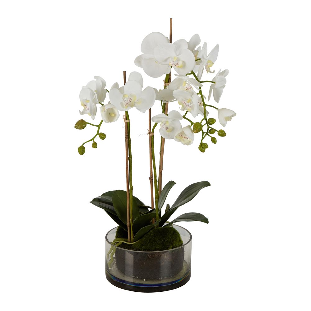 Orchid In Round Glass Vase 60Cm White