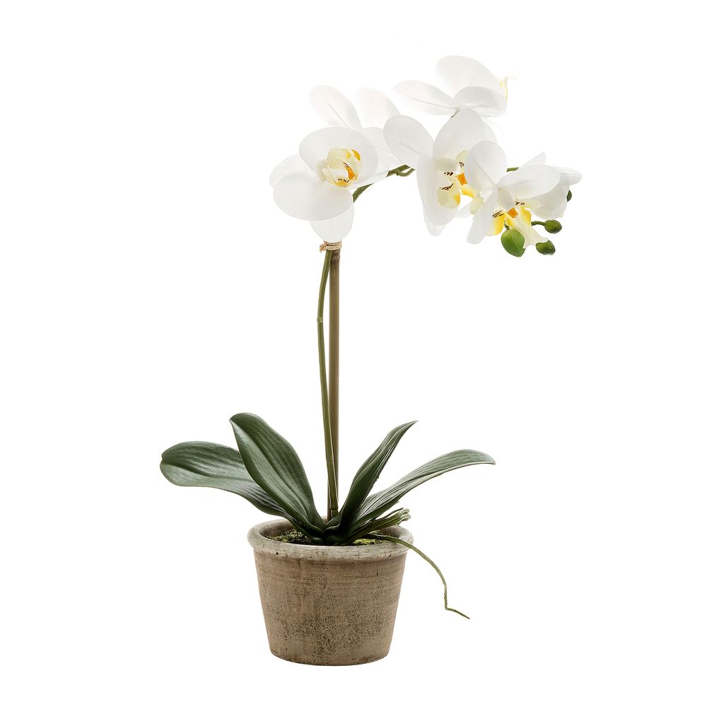 Orchid In Grey Stone Pot Medium 40Cm White