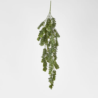 Hanging Silver Dollar Maidenhair Fern