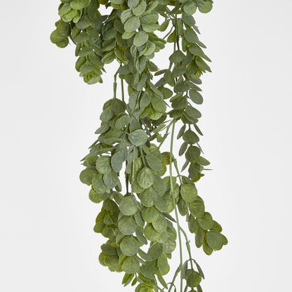 Hanging Silver Dollar Maidenhair Fern