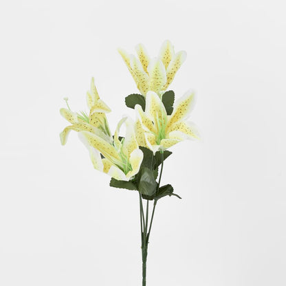 Tiger Lily Bush Sold In Box Qty Only