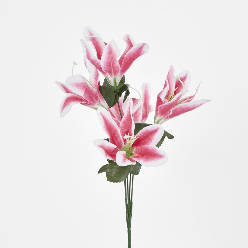 Tiger Lily Bush Sold In Box Qty Only