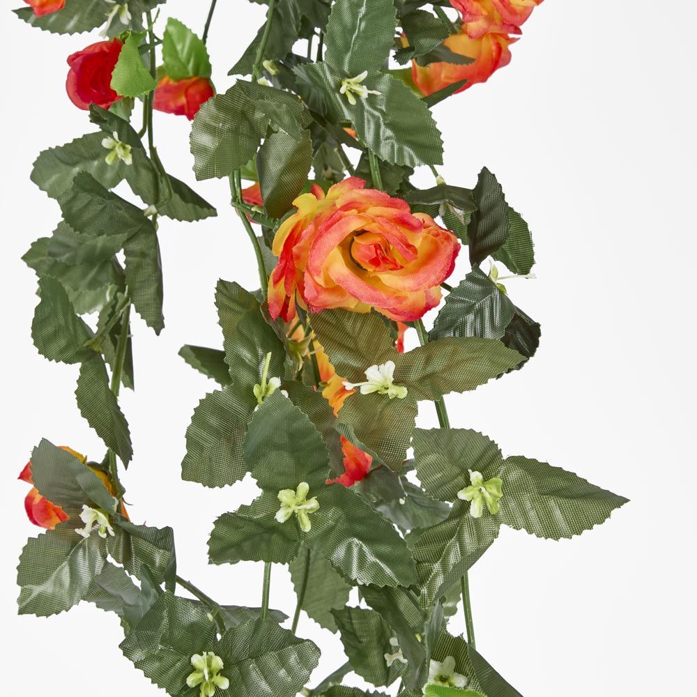 Hanging Roses