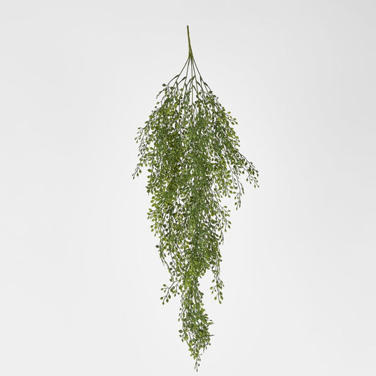 Light Green Hanging Boxwood