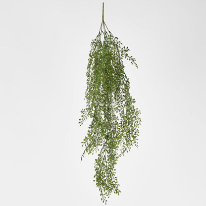 Light Green Hanging Boxwood